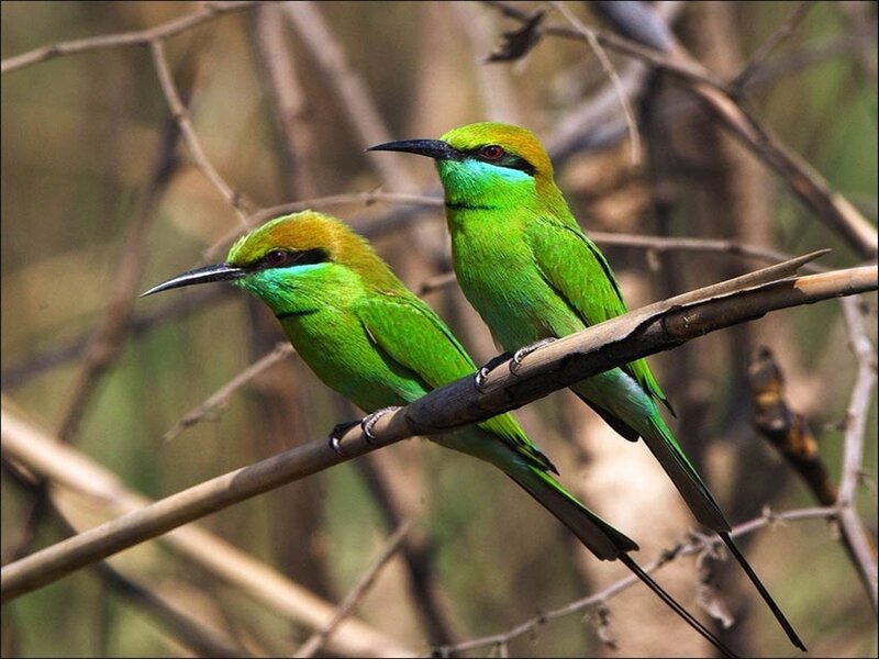 Two green bee-eaters on a branch