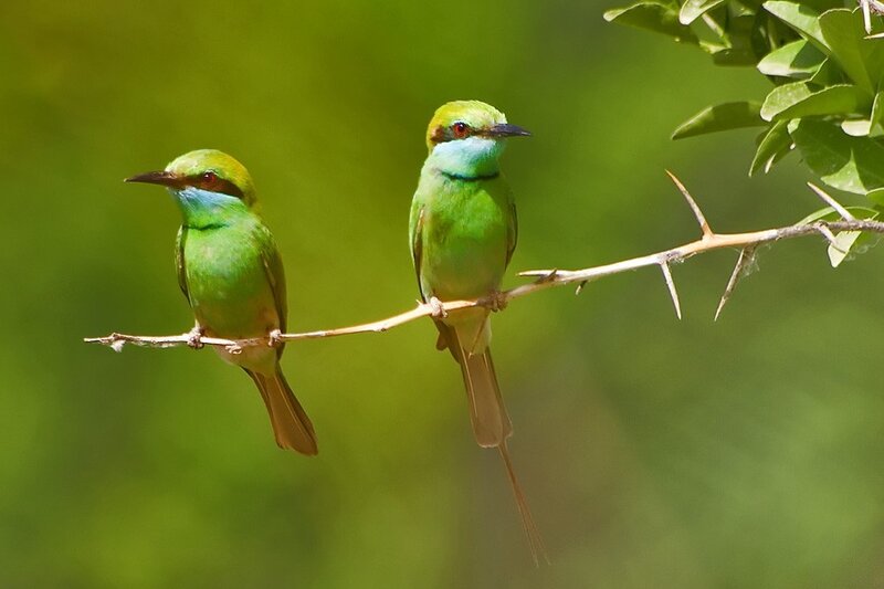 Two green bee-eaters on a branch