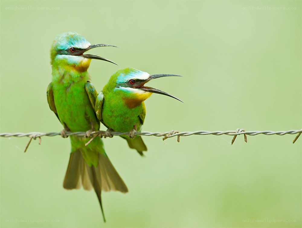 Two green bee-eaters on a wire