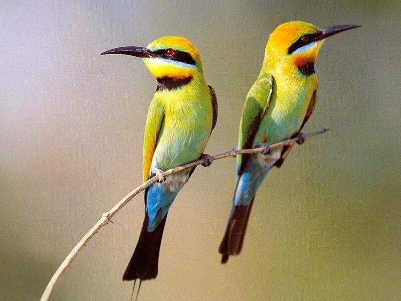 Two Green Bee-eaters