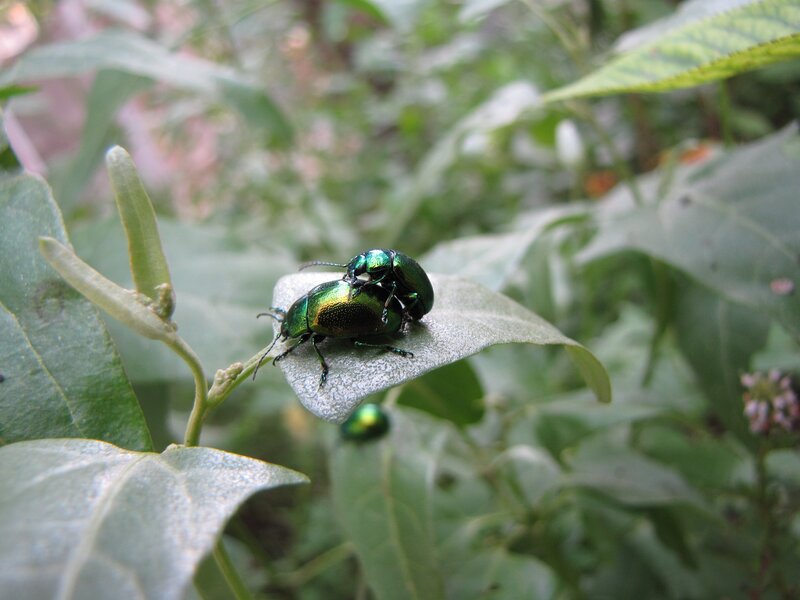 Two green beetles mating on a leaf