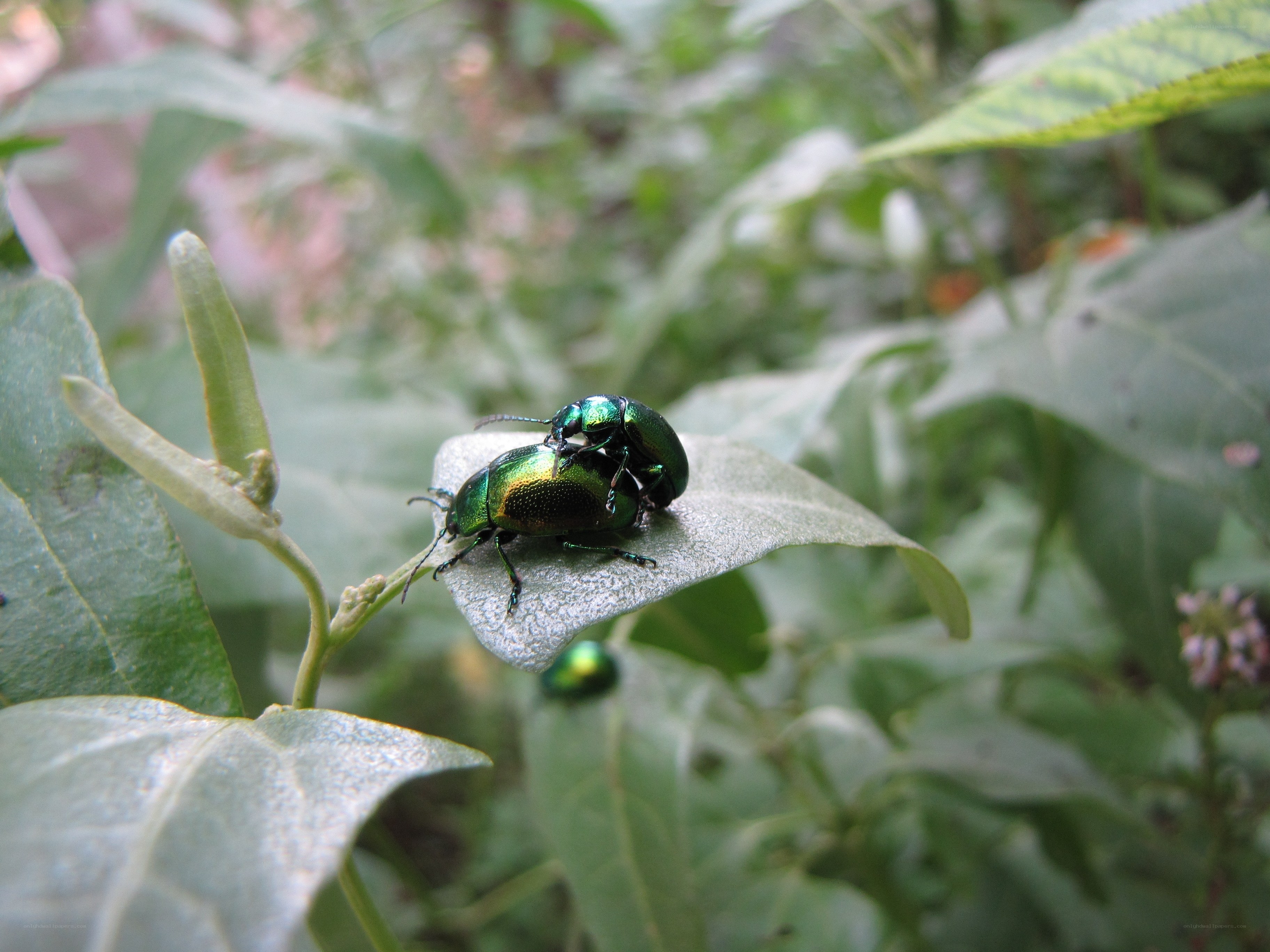 Two green beetles mating on a leaf
