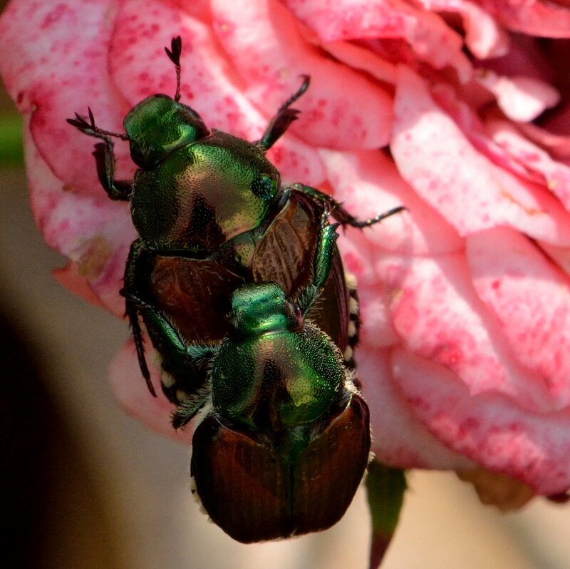 Two Green Beetles on Flower