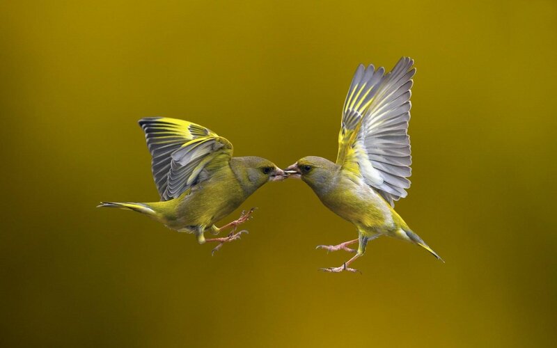 Two Green Birds in Flight