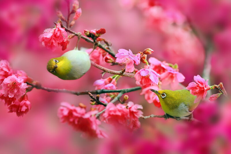 Two Green Birds on Branch — Pink