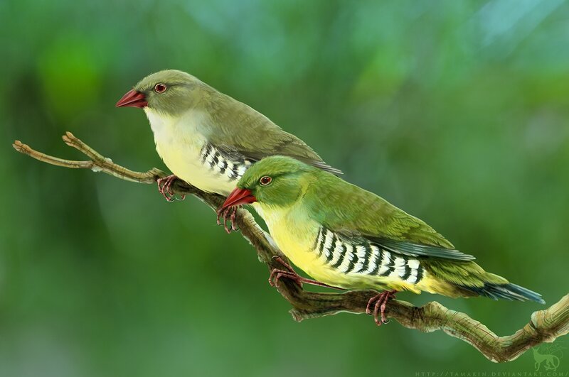 Two Green Birds on Branch — Serene, Digital Art