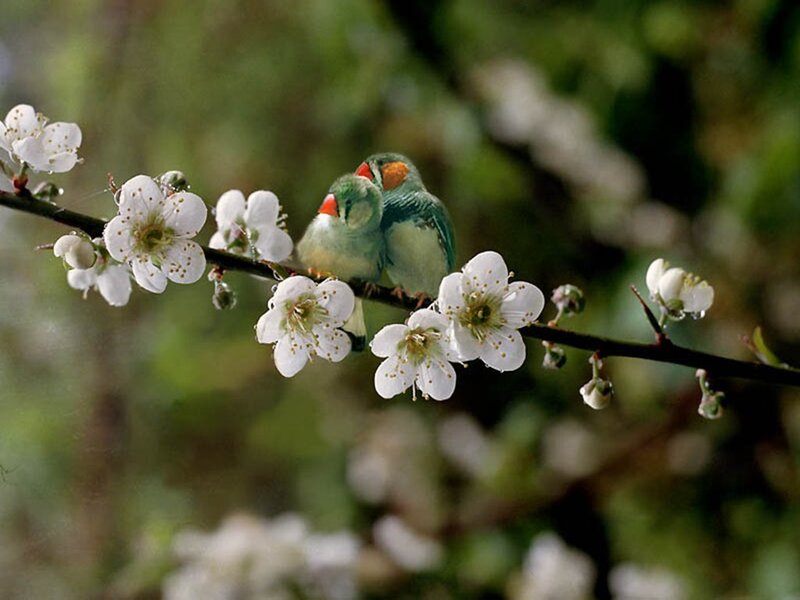 Two Green Birds on Branch — Serene