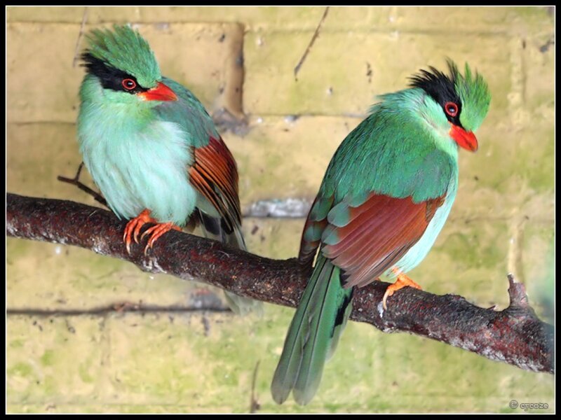 Two Green Birds on Branch