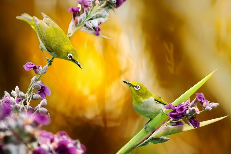 Two Green Birds on Flowers — Serene