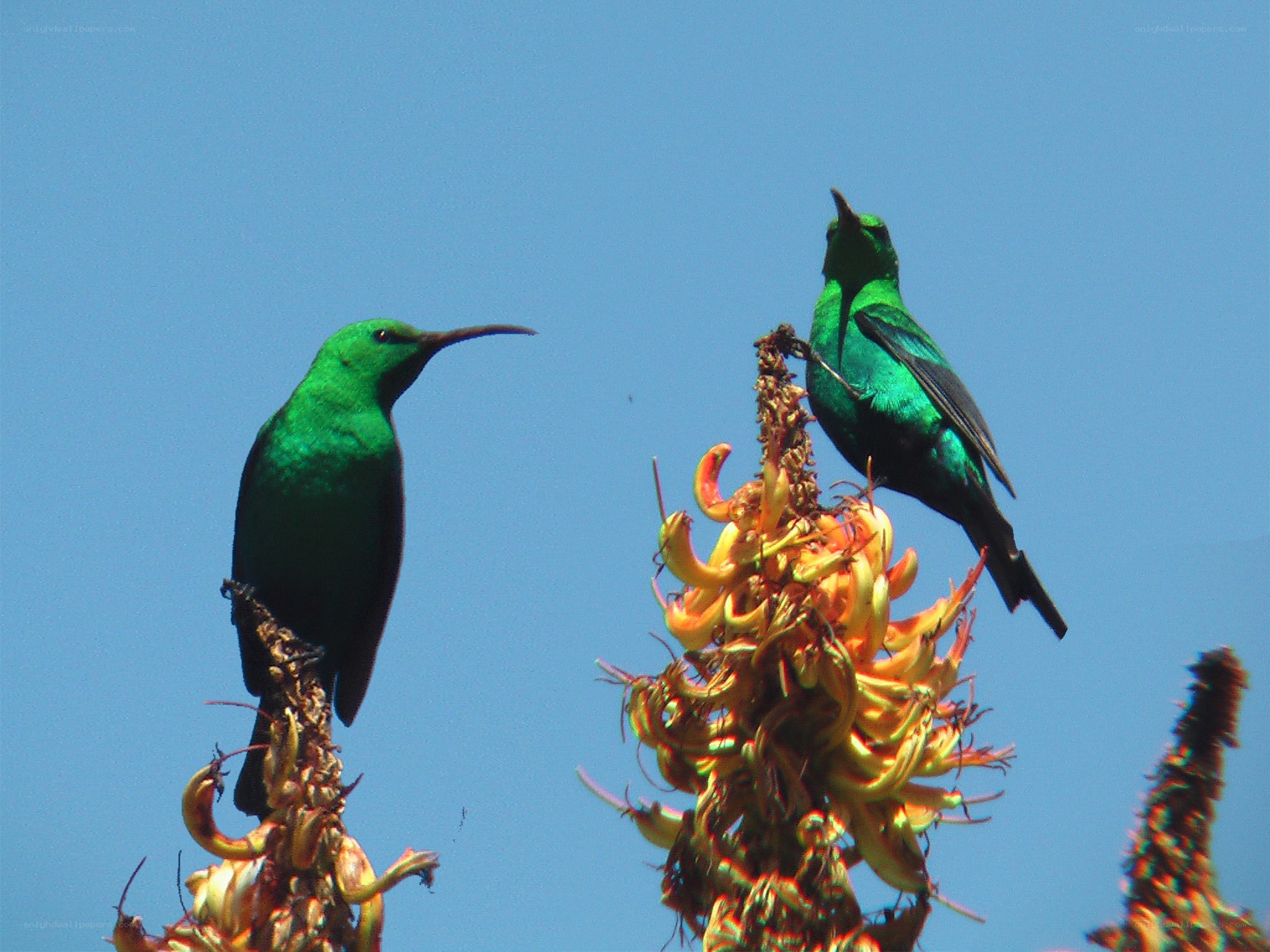 Two green birds on flowers
