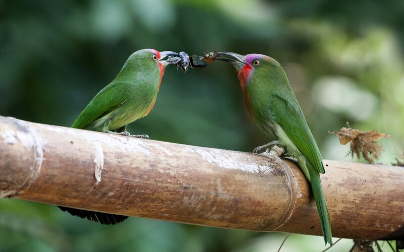 Two Green Birds Sharing Food — Natural