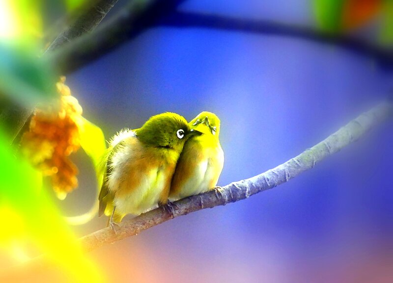 Two Green Birds