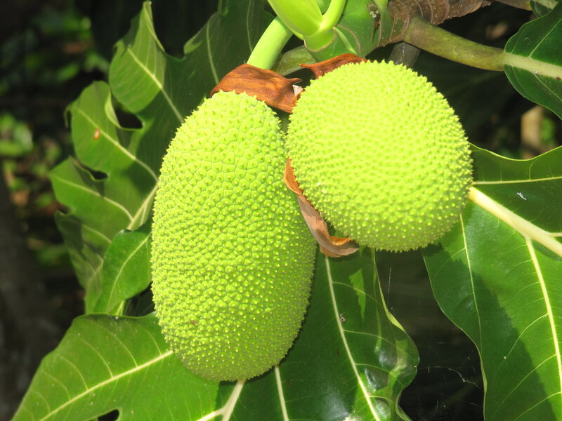 Two Green Breadfruits