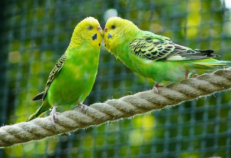 Two Green Budgerigars — Calm, Photograph