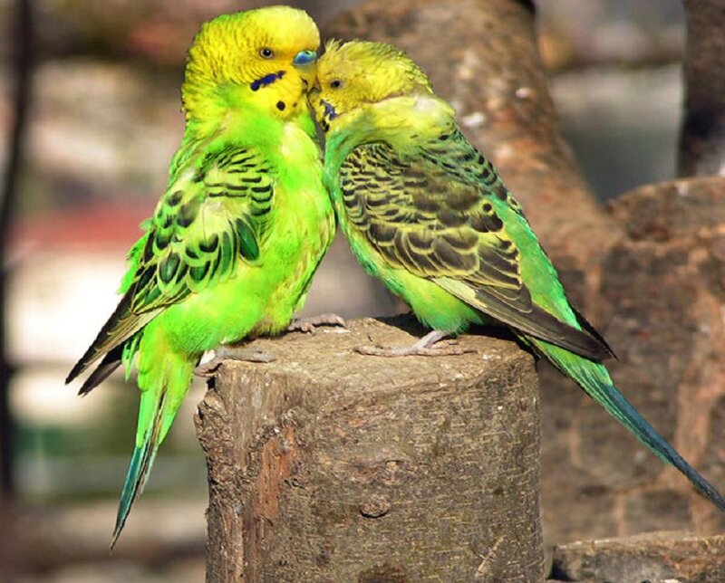 Two Green Budgerigars — Calm