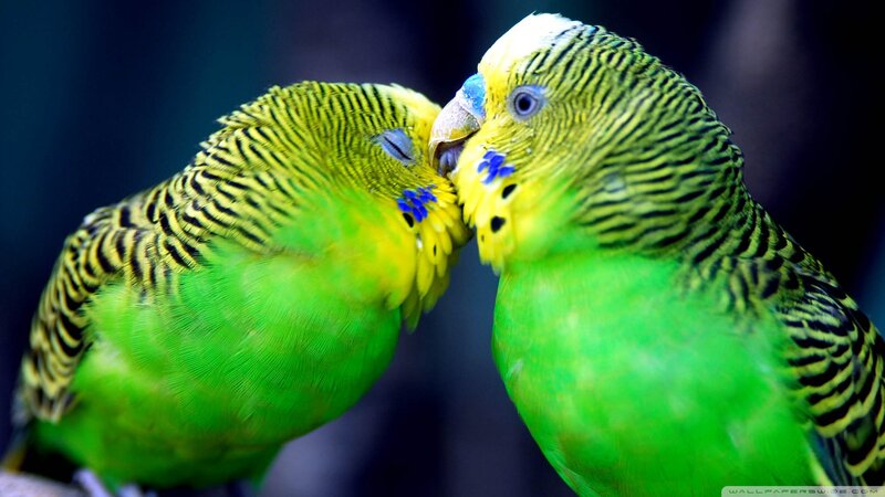 Two Green Budgerigars — Intimate