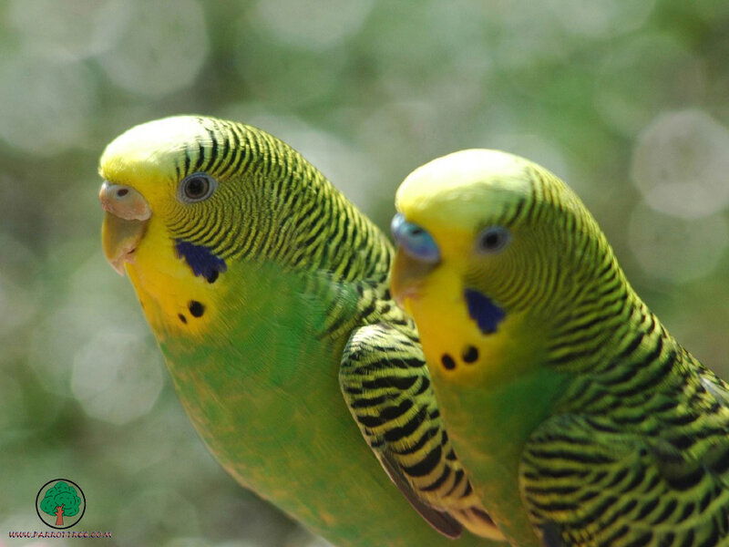 Two green budgerigars together