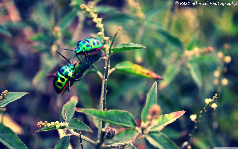 Two Green Bugs on Plant