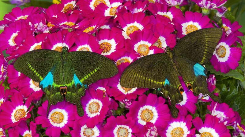 Two Green Butterflies — Pink