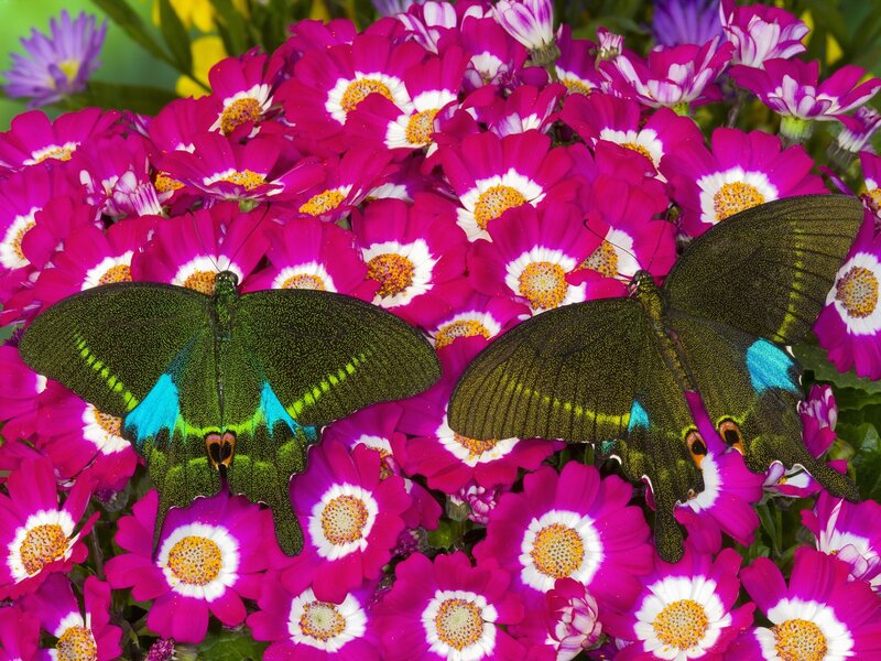 Two Green Butterflies — Pink, Vibrant