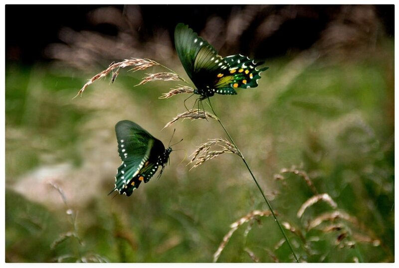 Two Green Butterflies — Serene, Afternoon