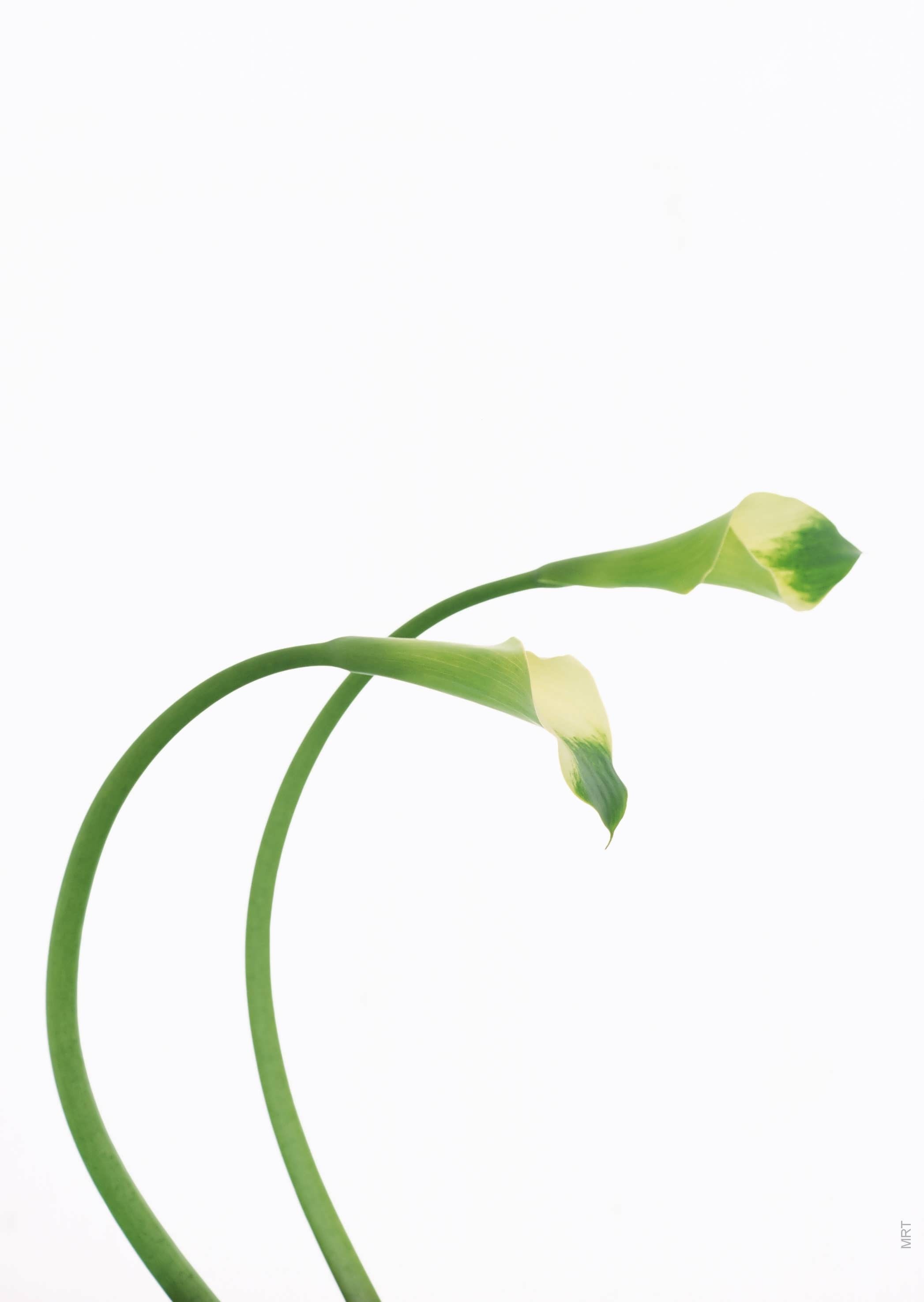 Two green calla lilies