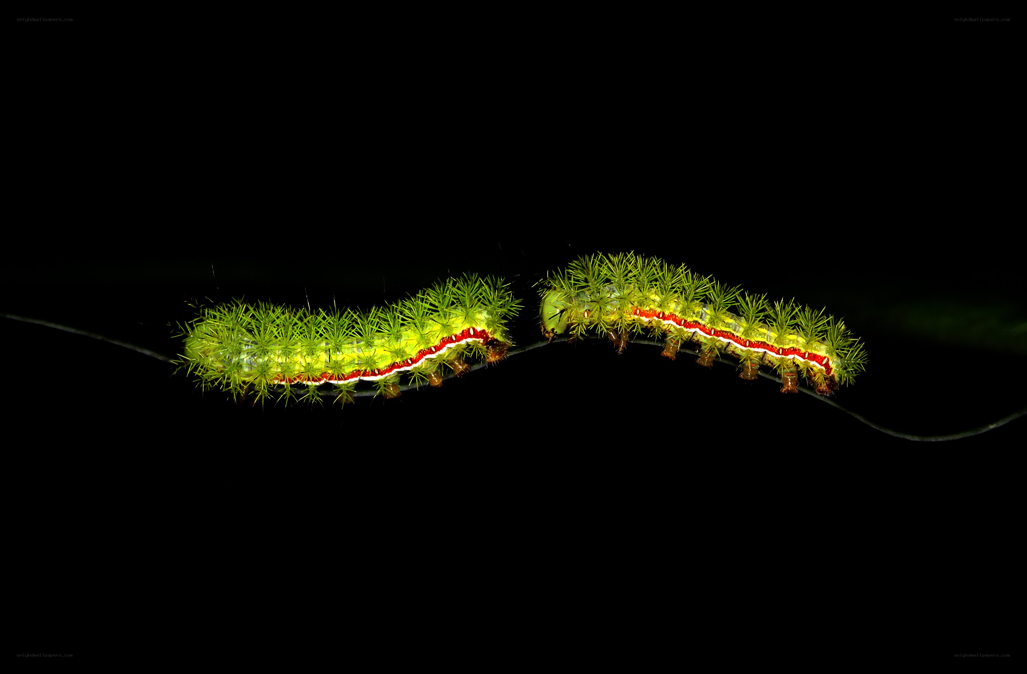 Two green caterpillars on a branch