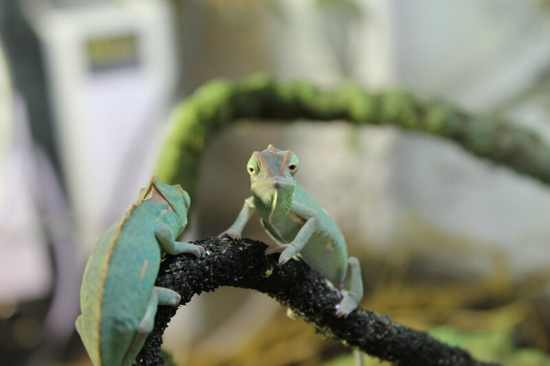 Two Green Chameleons