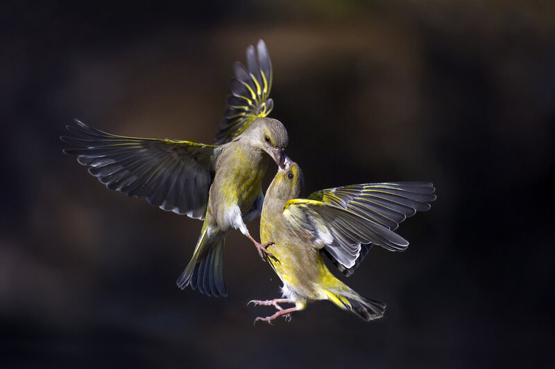 Two Green Finches — Dramatic