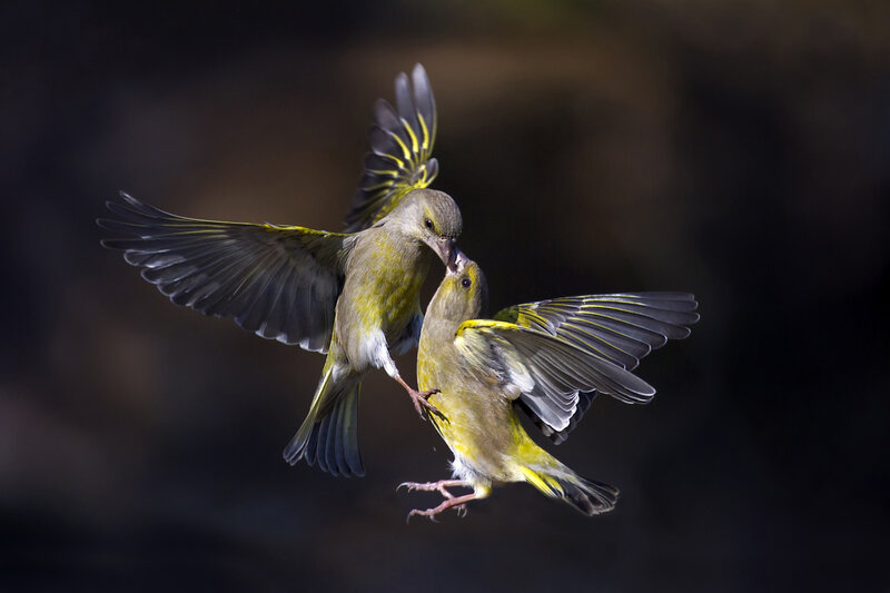 Two Green Finches — Dynamic