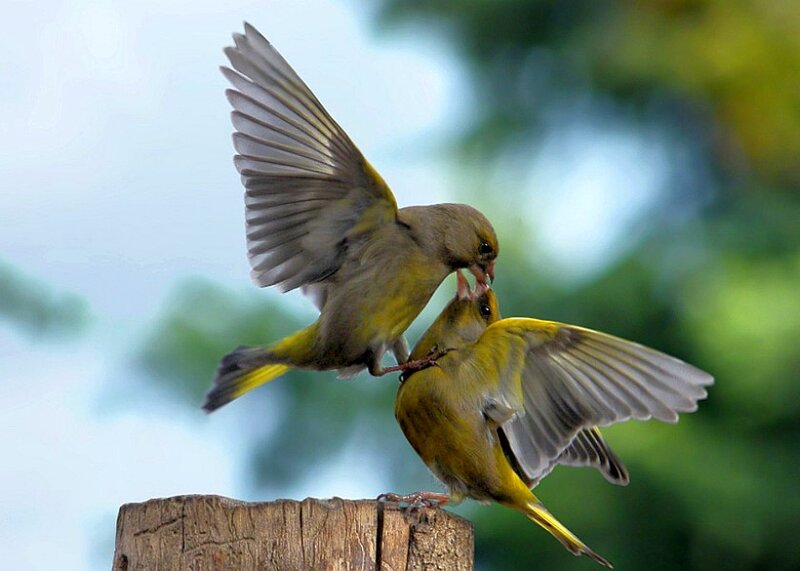 Two Green Finches Fighting