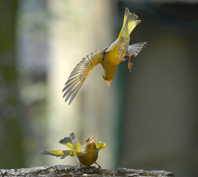 Two green finches in flight
