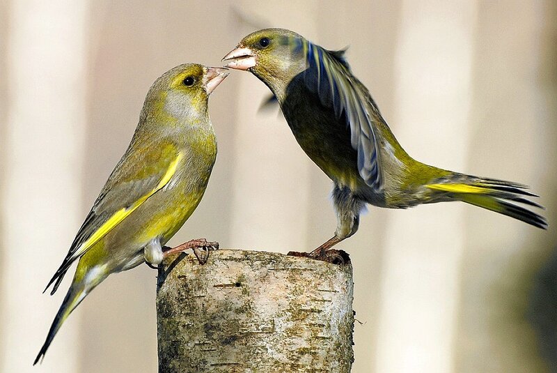 Two Green Finches