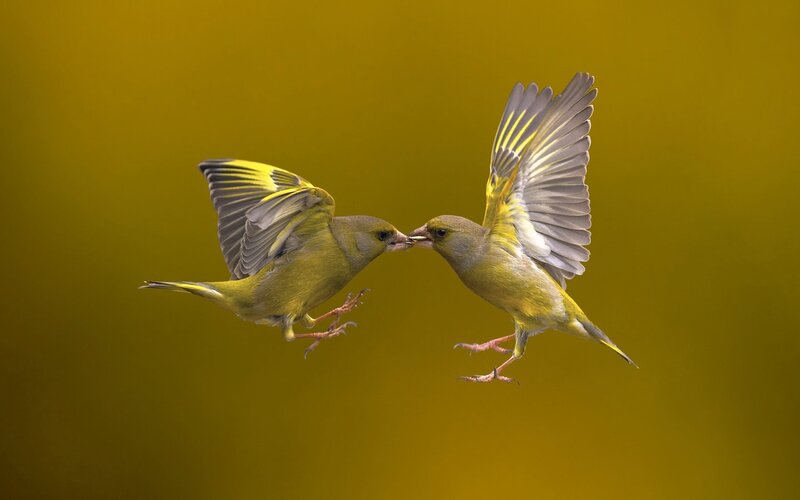 Two Green Finches — Yellow, Dynamic