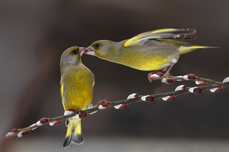 Two Green Finches — Yellow