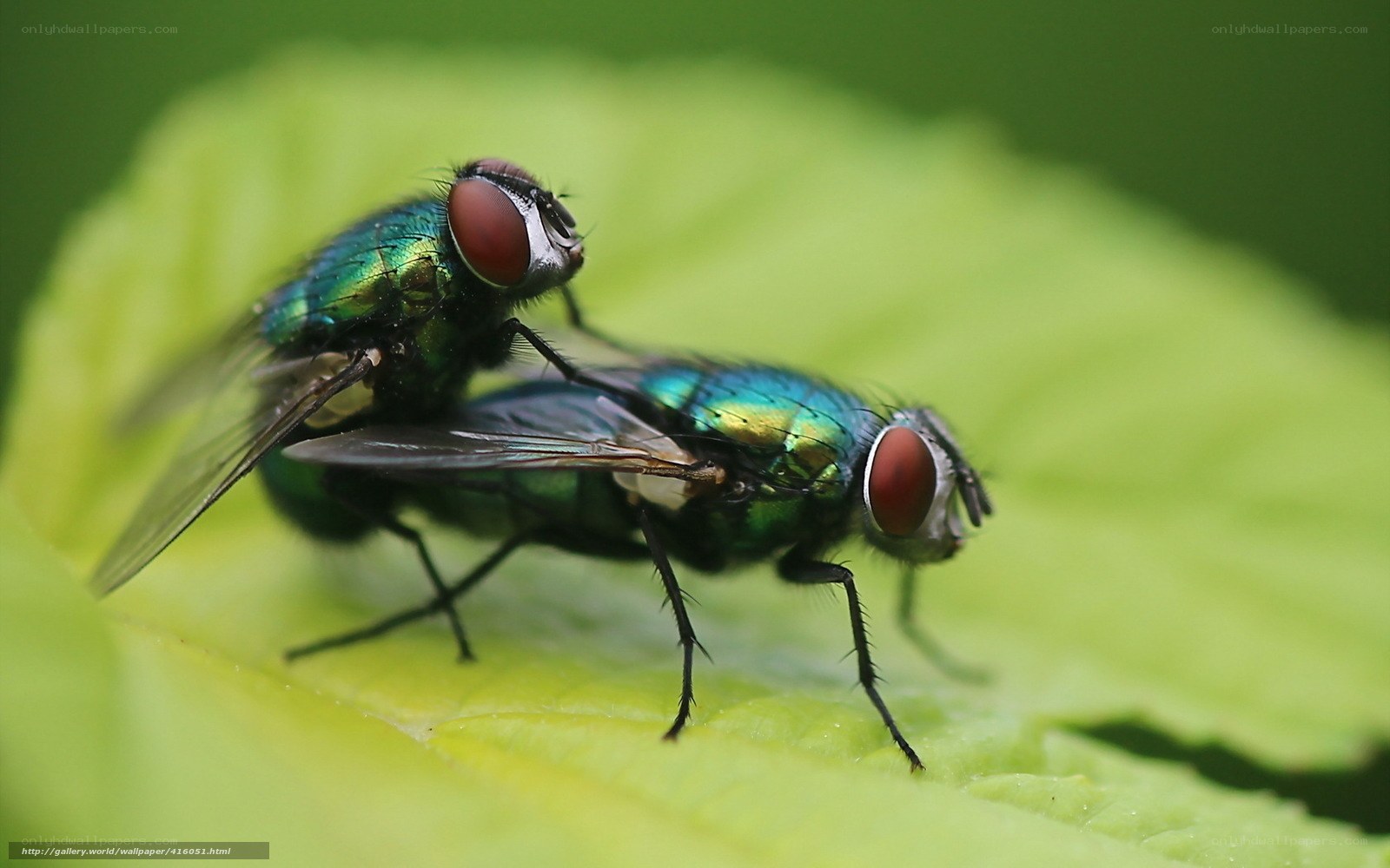 Two green flies on a leaf