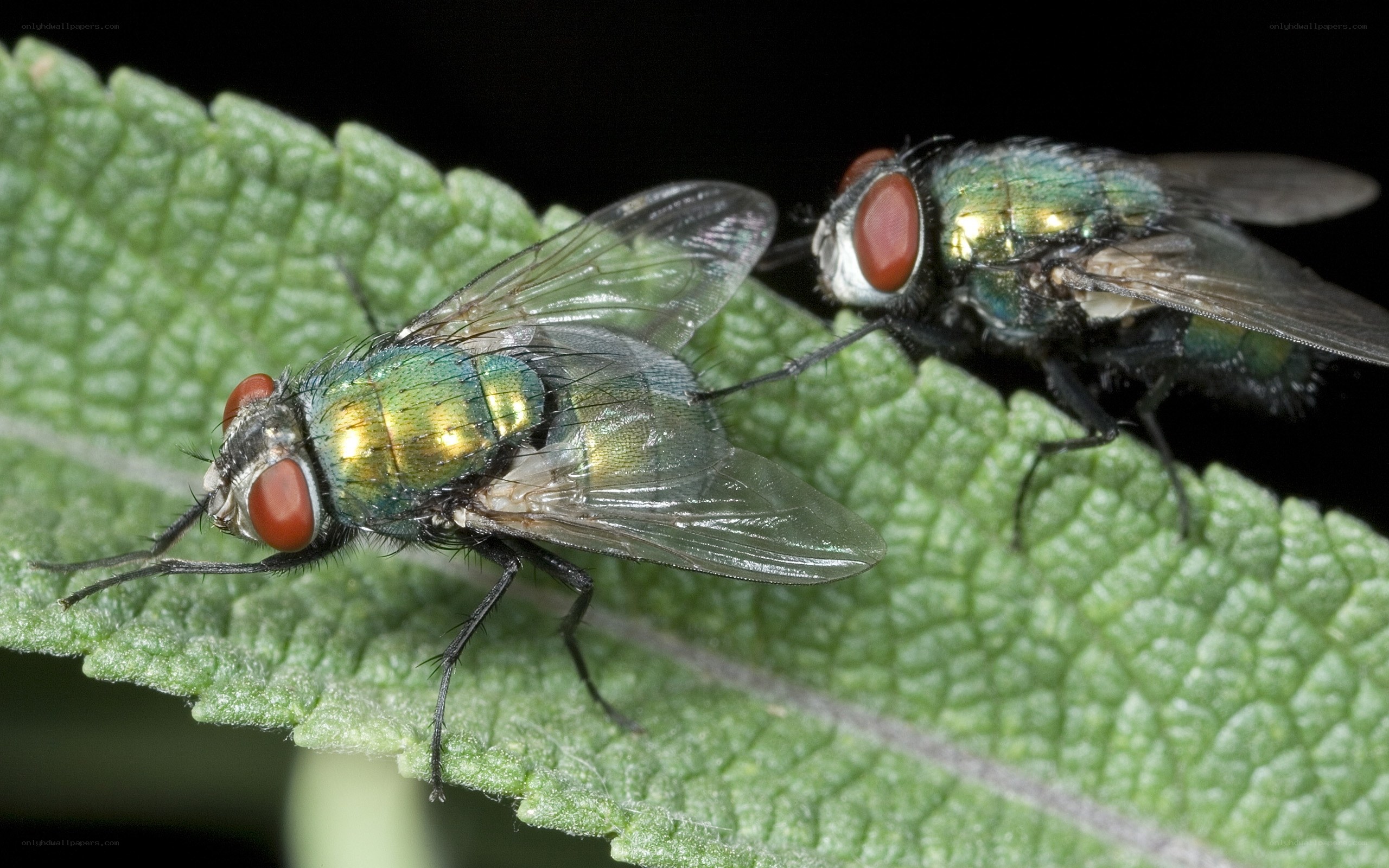 Two green flies on a leaf