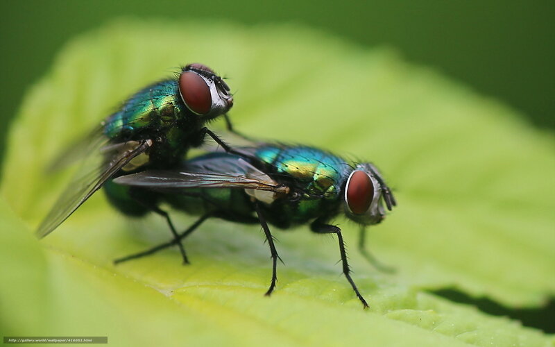 Two Green Flies on Leaf — Natural, Photograph