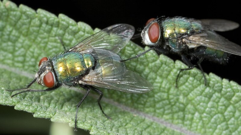 Two Green Flies on Leaf — Natural
