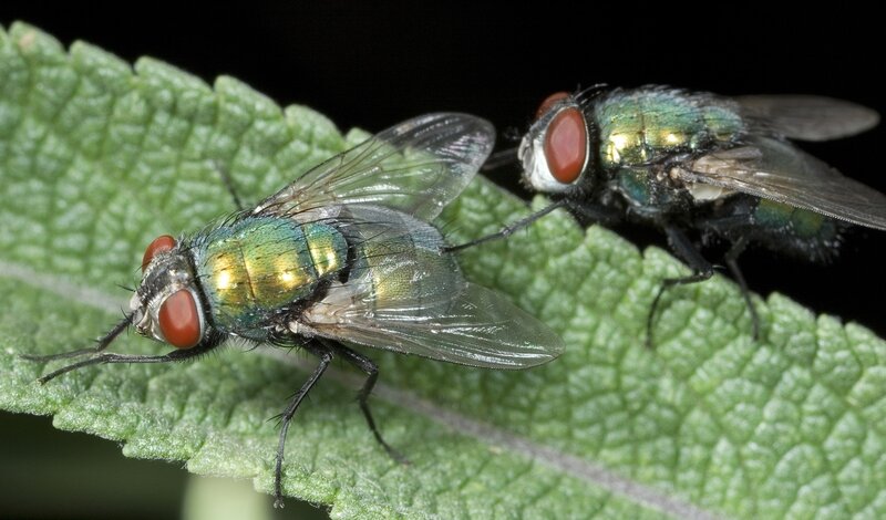 Two Green Flies on Leaf