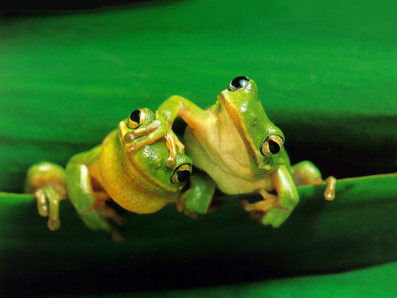 Two Green Frogs — Calm