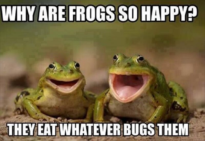 Two Green Frogs — Humorous