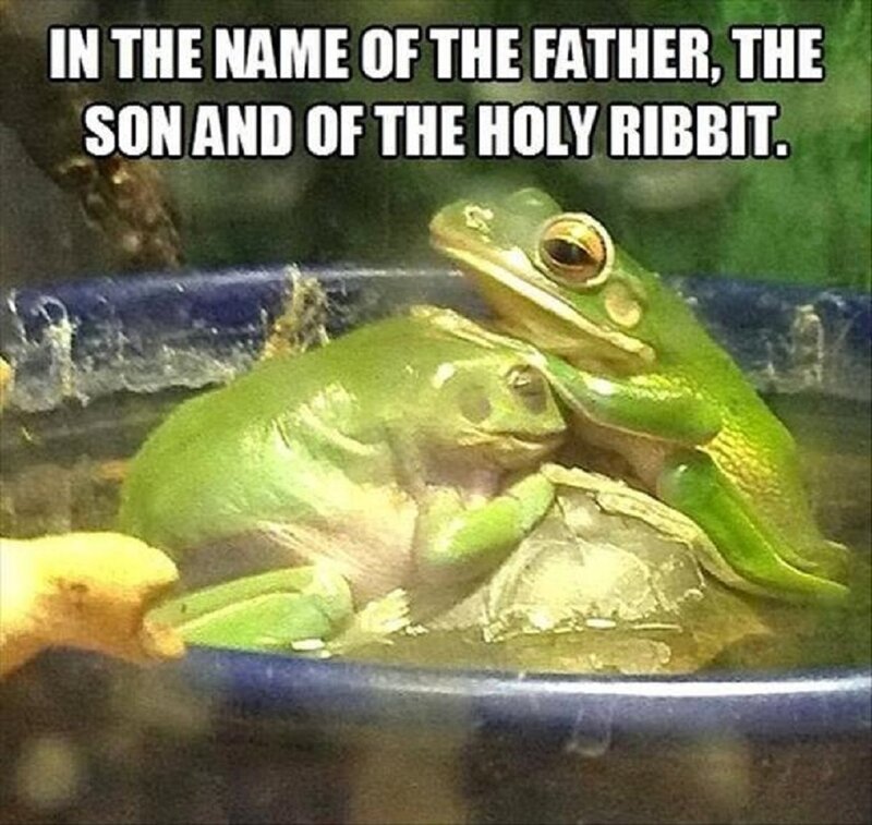 Two Green Frogs Mating — Humorous