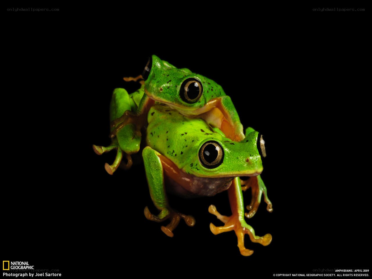 Two green frogs mating