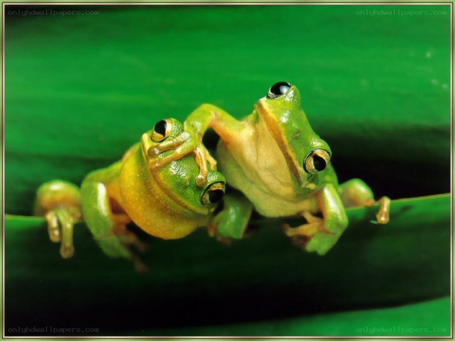 Two green frogs on a leaf