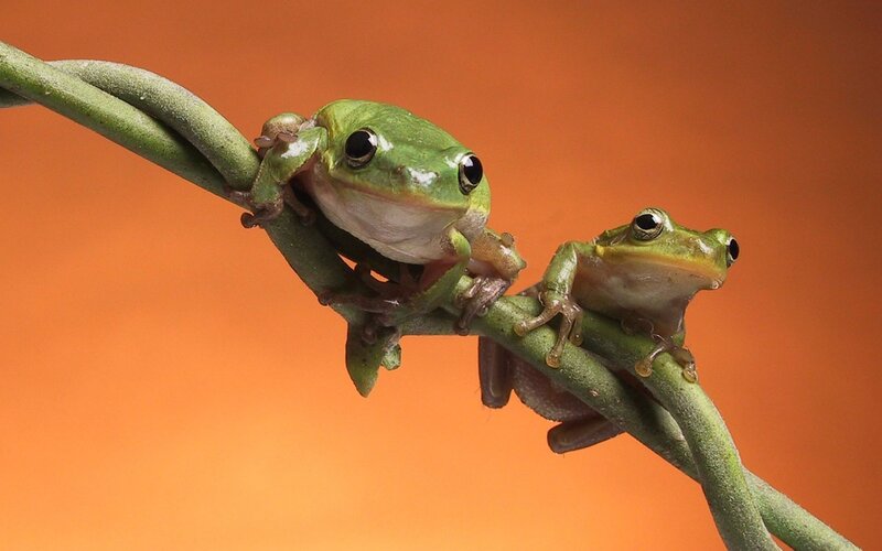 Two green frogs on a vine