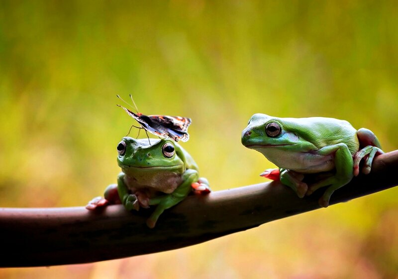 Two Green Frogs on Branch — Calm, Afternoon