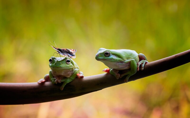 Two Green Frogs on Branch — Calm