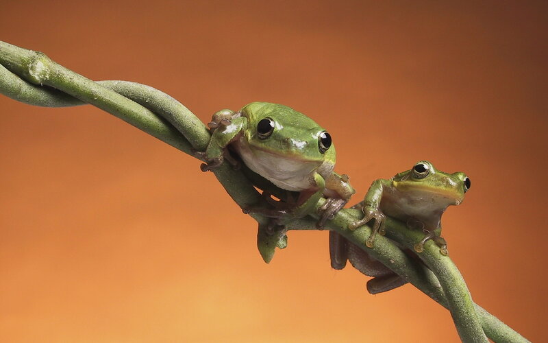 Two Green Frogs on Vine
