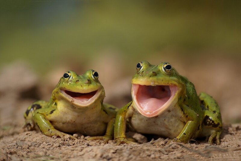 Two Green Frogs — Playful, Afternoon
